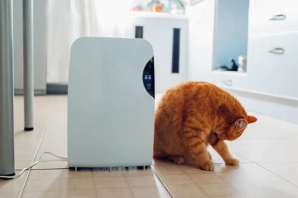 neko